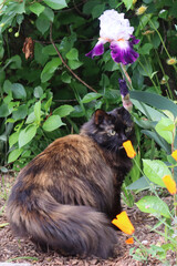Fluffy cat sitting in a garden surrounded by colorful flowers © L.Photography