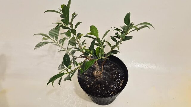 watering a ficus bonsai with a shower head in the bathtub 