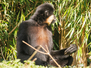 Obraz premium Gibbon à favoris roux