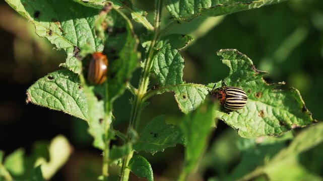 Two colorado potato beetles sitting on green leaves and causing significant damage to the plant, a common agricultural pest problem representing crop destruction and infestation