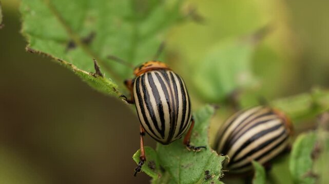 Macro shot of a striped colorado potato beetle, also known as leptinotarsa decemlineata, diligently eating a fresh green potato plant leaf, causing significant agricultural damage