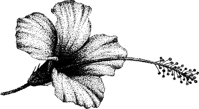 Black and white stippling illustration of a hibiscus tropical flower for artistic design