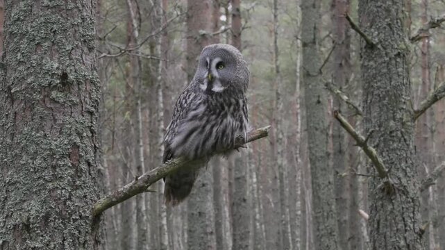 A Great Grey Owl sitting on branch then flying off