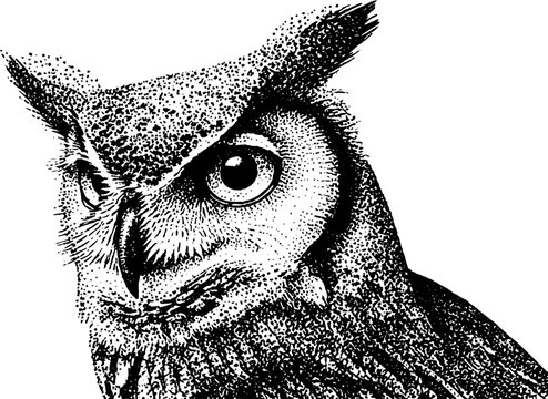 Artistic owl drawing in black and white stippling dotwork style for creative design