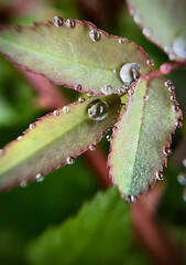 Fototapeta premium Macro succulent leaves with water droplets, fresh natural background, morning dew concept