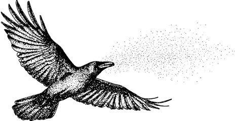 Fototapeta premium Raven in flight: black and white stippling art for posters