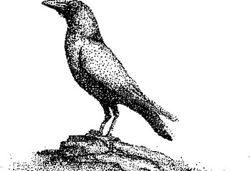Fototapeta premium Stippling illustration of a raven on a rock in black and white for artistic designs