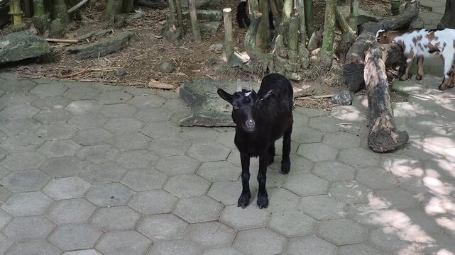 Black Bengal Goats or Pygmy Goats. Black Bengal goats are known for their black coat, small size, strong body structure, small horns, and short legs.