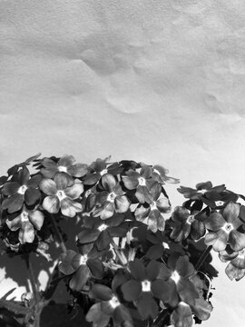 petunia flower in monochrome color. bouquet of flower and petal. floral abstract pattern. monochrome elegant botany illustration. flower blossom graphic