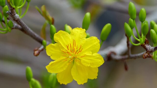 a vibrant yellow Ochna integerrima flower blooming elegantly amidst lush green buds on delicate wooden branches.