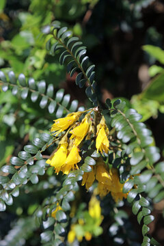 Macro image of Small-leaved Kowhai flowers and foliage, Derbyshire England

