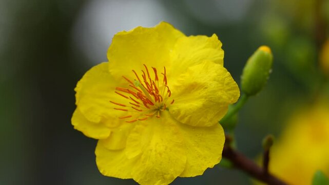 a vibrant yellow Ochna integerrima flower blooming elegantly amidst lush green buds on delicate wooden branches.