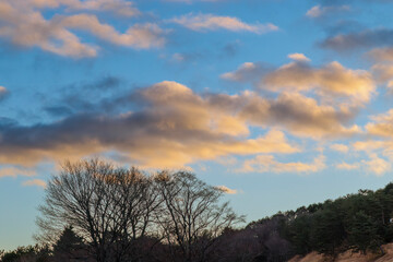 朝焼けに染まる積乱雲と針葉樹林の風景 © taka