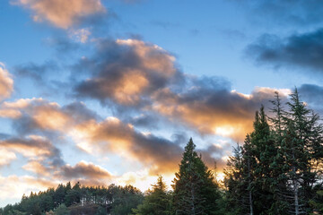 朝焼けに染まる積乱雲と針葉樹林の風景 © taka