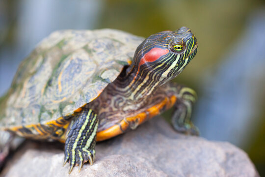 Close-up of red-eared slider turtle (Trachemys scripta elegans) with colorful shell and striped head, aquatic reptile portrait.
