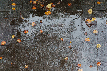 Rain falling on wet pavement creating ripples among scattered autumn leaves © Aleksandr Fedosov