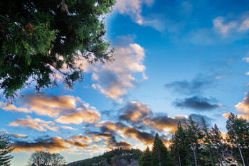 朝焼けに染まる積乱雲と針葉樹林の風景 © taka