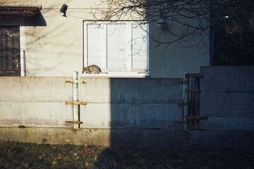 kot na parapecie  © Marcin Łazarczyk