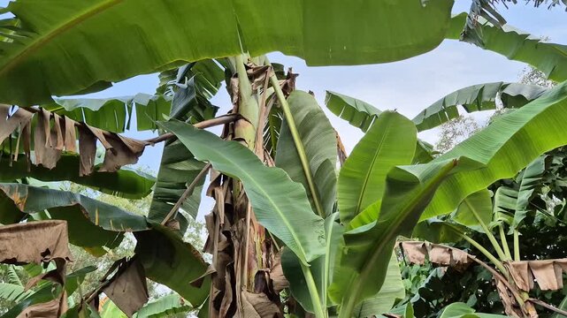 Fresh Green Banana Tree Leaves with Bright Blue Sky Background in the Daytime.