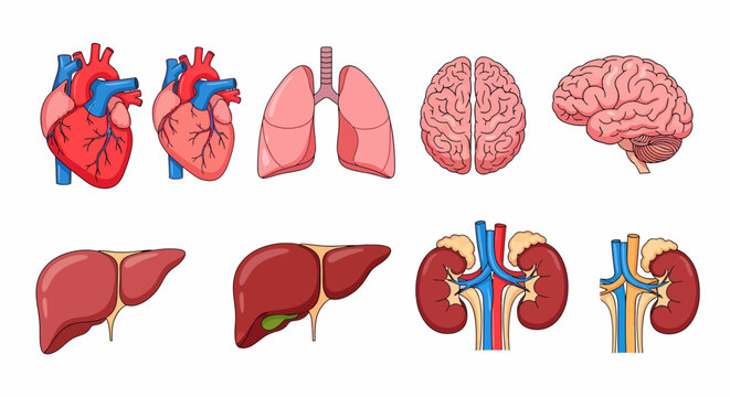 Collection of detailed human internal organ illustrations for medical education
