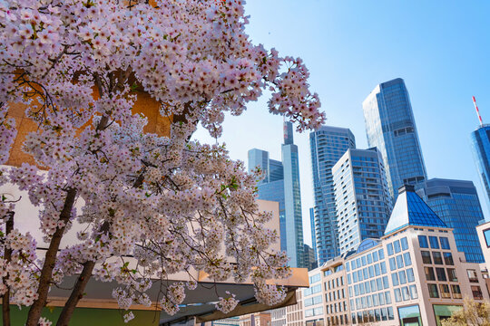A large skyline panorama of Frankfurt am Main in spring. Sakura blossom