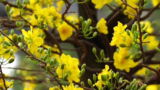 A vibrant branch of yellow Ochna integerrima flowers and green buds sways gently, symbolizing the arrival of Tet in Vietnam.