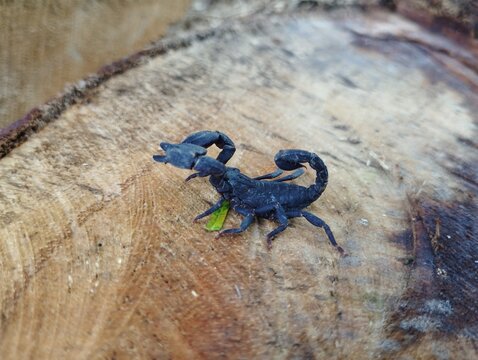 Scorpion crawling on ground rock and road in natural environment