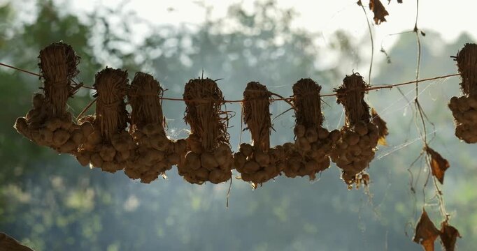 Dried garlic harvesting process rural farm natural setting close-up culinary art