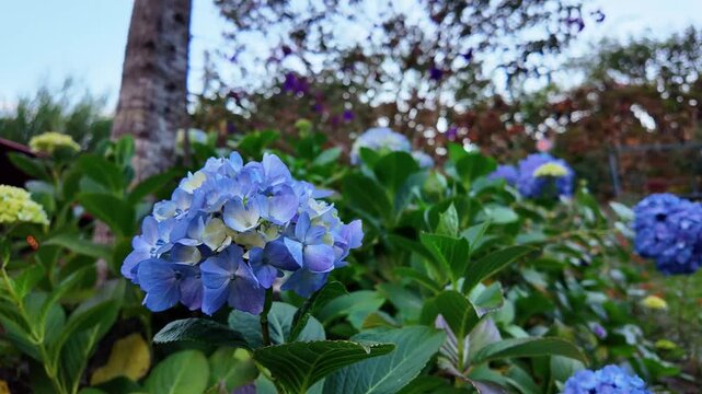 Hortensia, Beautiful vibrant purple flowers in a tropical garden, Bigleaf Hydrangea.