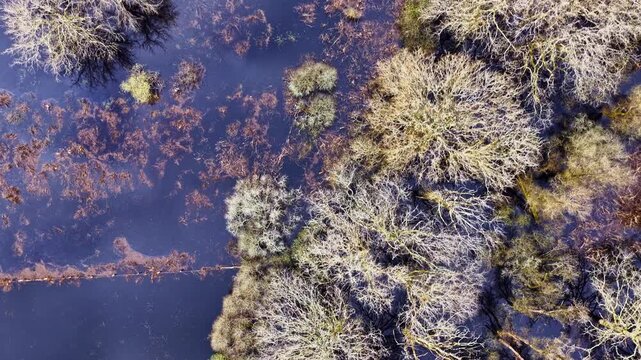 Top down aerial view of flooded trees in Briere Regional Natural Park