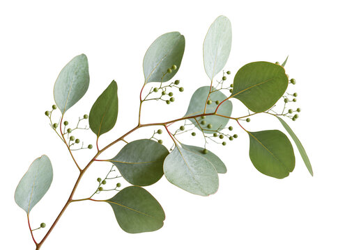 Fresh eucalyptus branch with round green leaves and small berries, naturally isolated on transparent background, perfect for floral design and wedding decor
