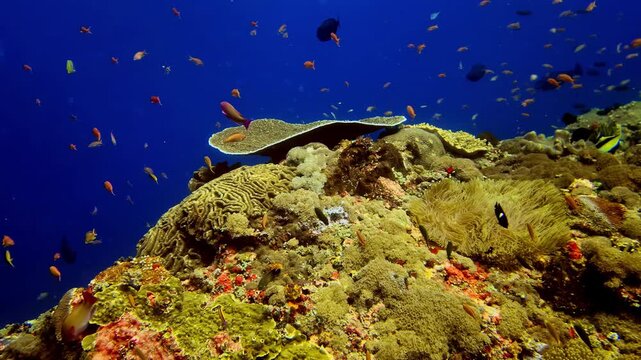 Yellow-brown Millepora colonies cover the shallow reef, bunch of shoal swim in deep blue Red Sea, Egypt