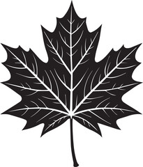 Fototapeta premium A striking black and white illustration of a single maple leaf