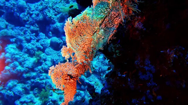 Spongy coral reef illuminated in natural habitat, Red sea calcium carbonate skeleton
