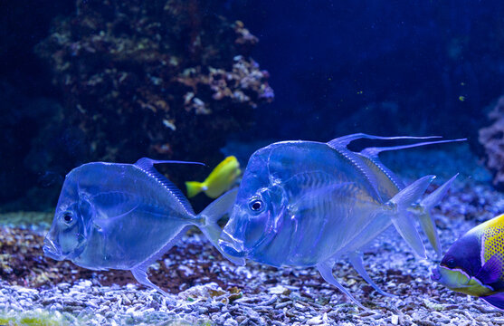 Atlantic moonfish (Selene vomer) swimming in a marine aquarium, showing its distinctive laterally compressed silvery body, and forked tail against a dark blue underwater background