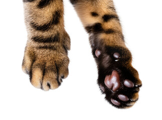 Two cat paws, striped brown and black fur, with prominent dark paw pads, isolated on transparent background, for pet care and animal designs © Oisin