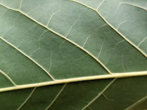 Extreme close-up of green leaf texture showing intricate vein patterns and stomata details