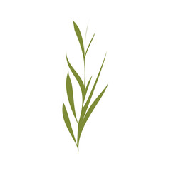 Obraz premium A single green plant stem with long, narrow leaves stands vertically against a pure white background. The stylized botanical graphic shows fresh foliage growing upwards in a simple design.