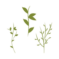 Obraz premium Three distinct green stylized plant stems are presented as a decorative set. Each stem shows unique leaf patterns and branching, displayed cleanly against a bright white background.