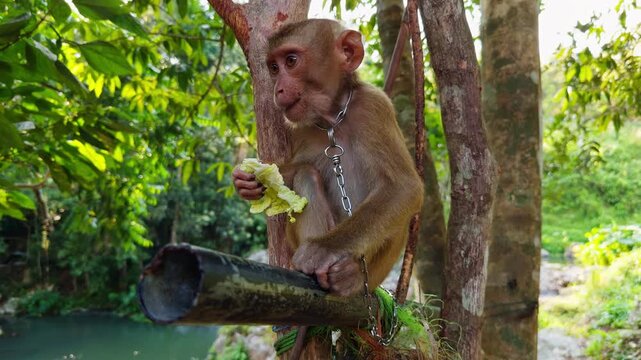 Monkey chained to tree eating food in jungle environment with visible restraint and close view, Animal Abuse and Captivity
