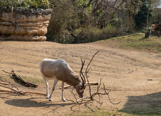 Horned antelope standing in a sandy animal enclosure, surrounded by branches and dry vegetation in bright natural sunlight. © Liudmyla