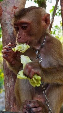 Vertical video. Close view of monkey eating food while chained to tree in jungle with visible restraint and limited freedom, Cruelty and Animal Captivity