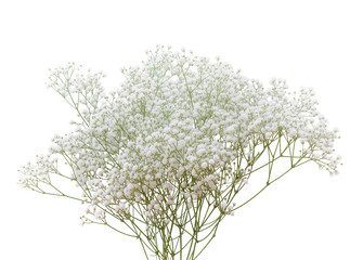 Obraz premium Delicate white baby s breath flowers, a beautiful airy bouquet with green stems, perfectly isolated PNG on transparent background for elegant floral designs
