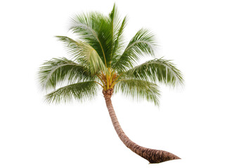 Graceful tropical coconut palm tree with a curved trunk and vibrant green fronds, isolated PNG on transparent background, ideal for summer © Saoirse