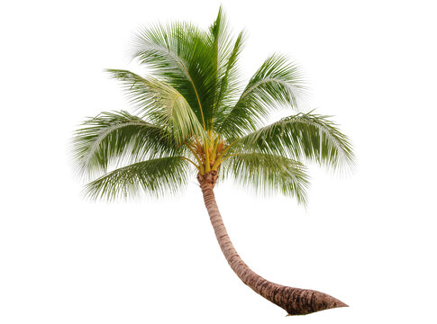 Graceful tropical coconut palm tree with a curved trunk and vibrant green fronds, isolated PNG on transparent background, ideal for summer