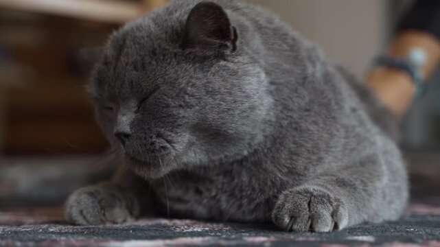 Person stroking a fluffy gray British Shorthair cat enjoying the affection and purring with pleasure in a cozy home environment