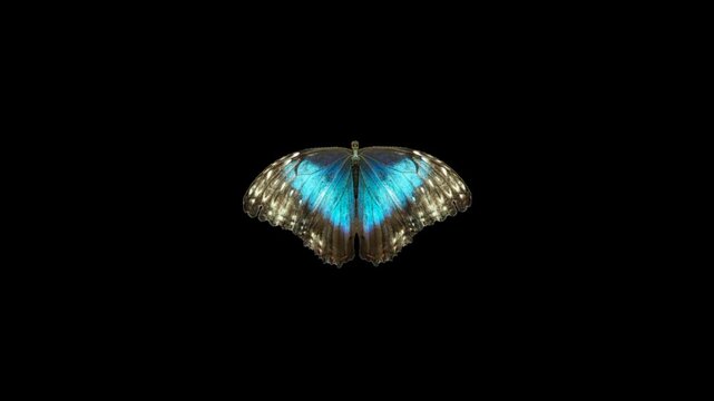 Blue Morpho Butterfly flying animation 