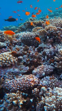 Vertical shot of Fast close up motion above dense coral reef with many Red Fairy Anthias fish in Red Sea. Cinematic underwater landscape