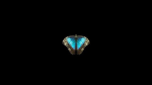 Blue and Black Morpho Butterfly flying animation 
