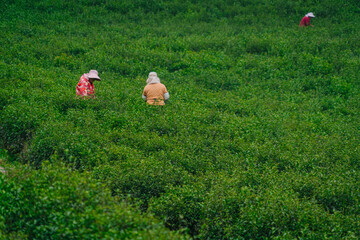 Fototapeta premium Farmers in the tea plantation are picking tea leaves.
